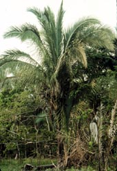 Babassu palm
