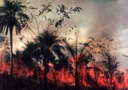 The rainforests of the Amazon River basin are being destroyed.  Click here to see how fast.