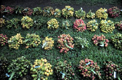 Bunches of peach palm fruits