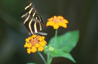 Zebra Longtail